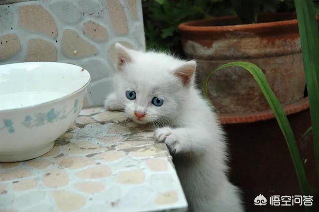 伯爵养猫记:如果喂了一段时间流浪猫就不再喂了，它会伤心吗？