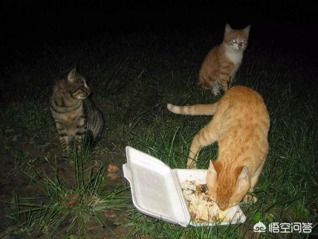 伯爵养猫记:如果喂了一段时间流浪猫就不再喂了，它会伤心吗？