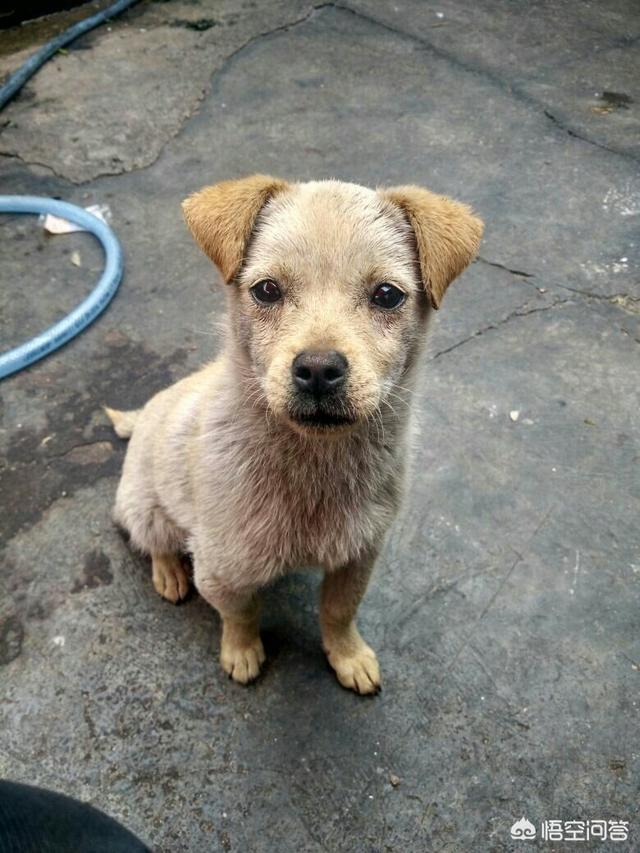 柴犬世界上最丑的狗:柴犬和土狗长得像，土狗也不丑，为什么土狗的命运那么低等？