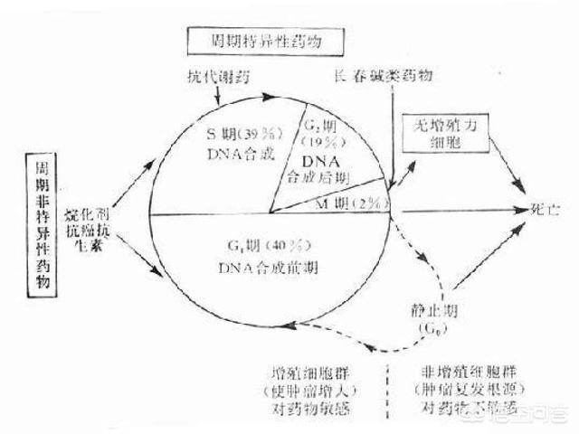 化疗什么情况下用红药水:什么情况下涂红药水 化疗癌胚抗原升高是什么原因？