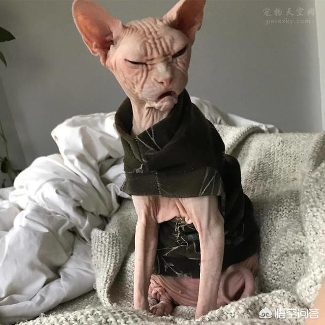 加拿大无毛猫:为什么会有人喜欢养加拿大无毛猫