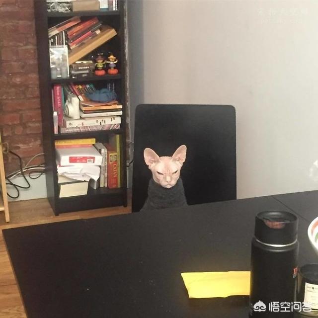 斯芬克斯猫可以纹身:为什么会有人喜欢养加拿大无毛猫？