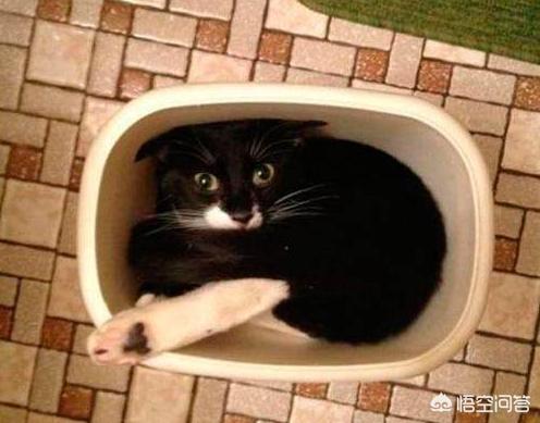 为什么猫咪能像液体一样缩:猫咪很软，抱起来像水，这正常吗？