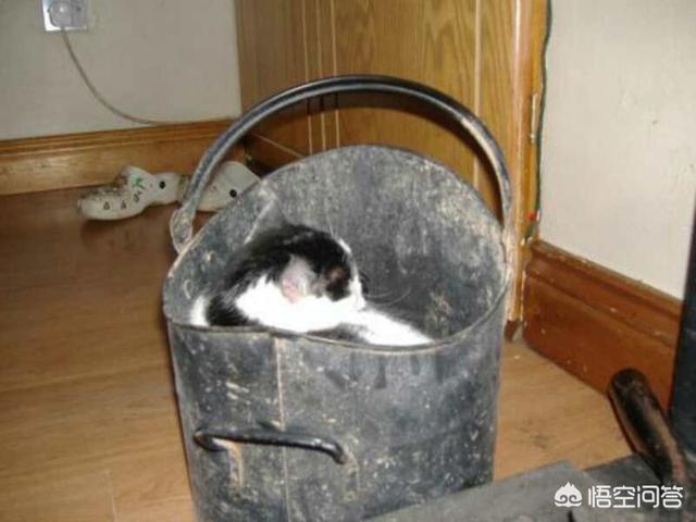 猫咪睡在猫砂盆:猫在什么情况下会拉在猫砂盆外边？
