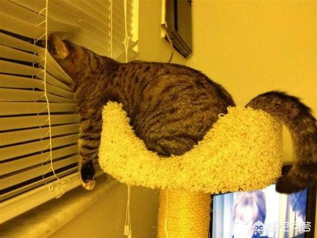 猫都喜欢在什么地方睡觉，猫咪都会在哪些奇葩的地方睡觉