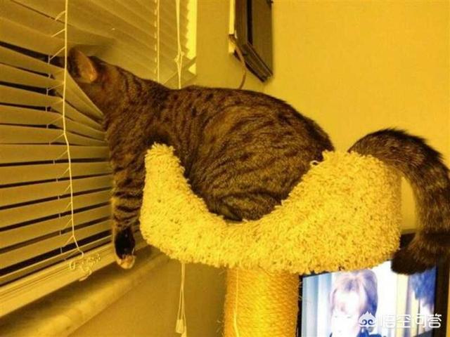 猫咪睡在猫砂盆:猫在什么情况下会拉在猫砂盆外边？