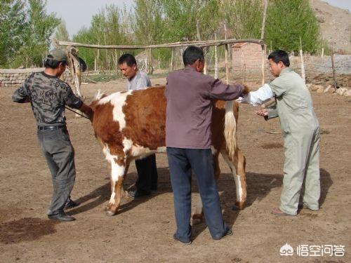 女人与发情的公牛:为什么有些动物交配有季节性，而人却没有？