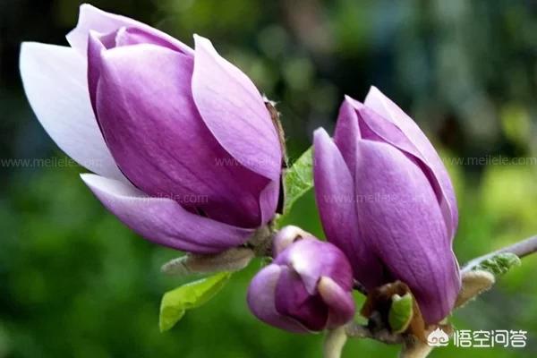 玉都有什么颜色,玉兰花有几种颜色，你认为哪种颜色最好看？