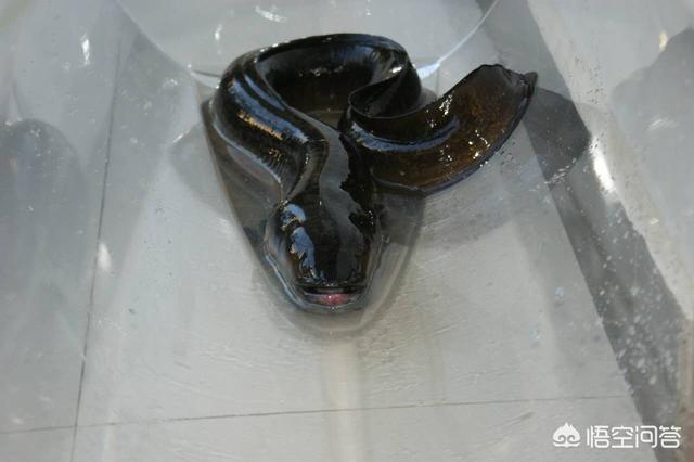 淡水鱼的种类价格:淡水鱼价格“涨势汹汹”为哪般？