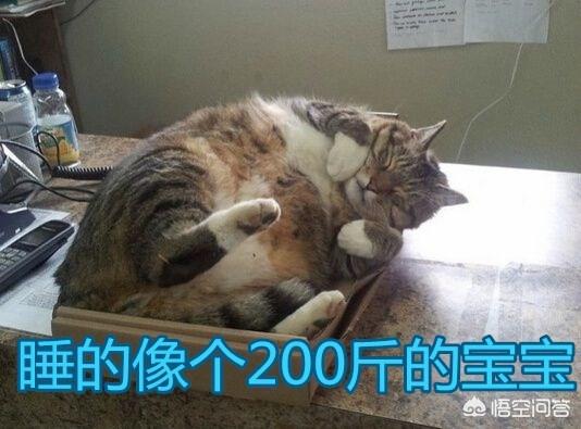 狸花猫是不是小时候都很瘦:中国的狸花猫有什么缺点？