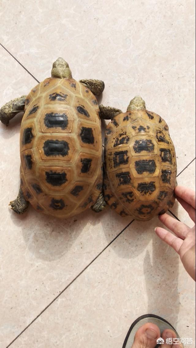猪鼻龟和枯叶龟:什么乌龟是世界上最好的？