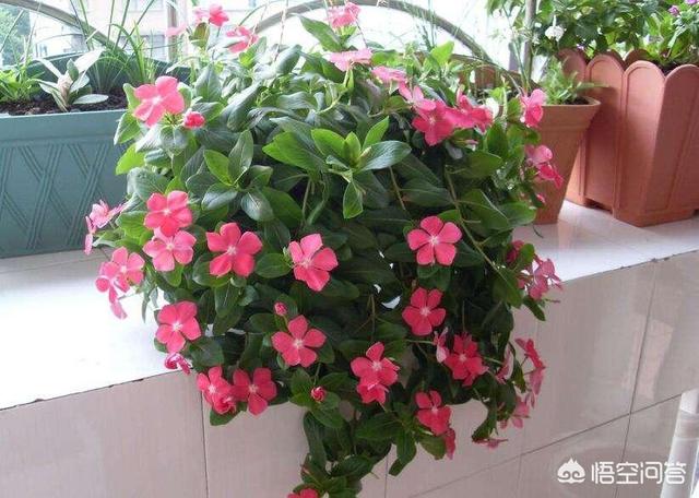 哪些植物耐晒,可以长期放在阳台？
