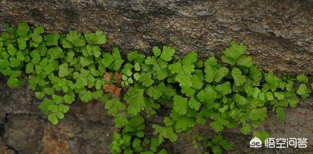 铁线蕨图片:新买的一盆铁线蕨，种植好需要注意什么？