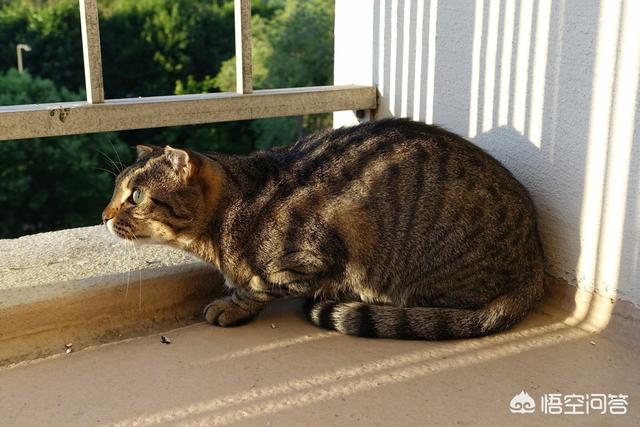 买猫别墅好还是猫爬架:为什么高层养猫要封窗封阳台？