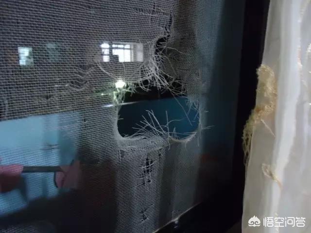 买猫别墅好还是猫爬架:为什么高层养猫要封窗封阳台？