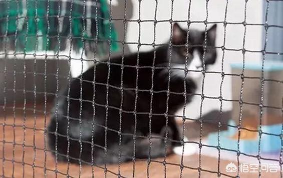 买猫别墅好还是猫爬架:为什么高层养猫要封窗封阳台？