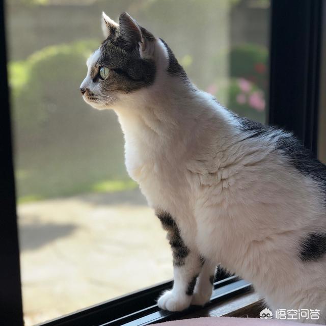 领养猫咪:领养猫过程中，你有没有遇到什么骗局？有什么需要注意的？