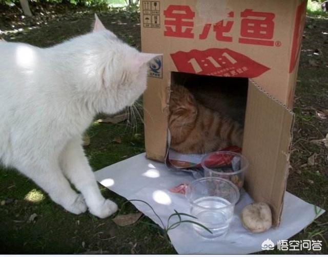 两只超萌猫咪图片:野猫跑到家里生了两只小猫，该怎么办？