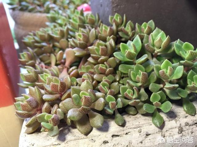 姬星美人 徒长:多肉喜欢徒长的品种有哪些？