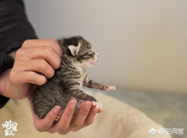 天津收养流浪猫:收养流浪猫需要注意哪些事项？