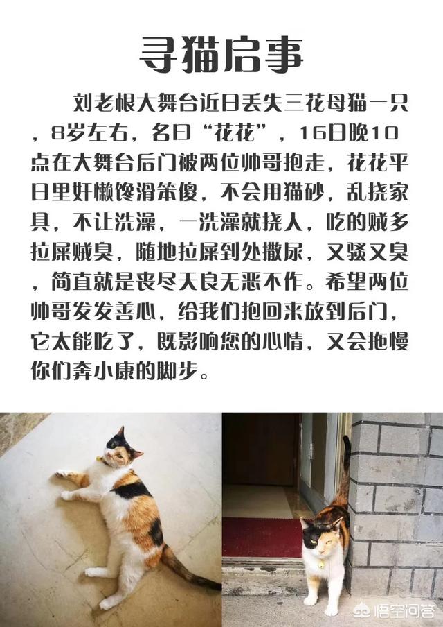 日本猫岛的猫可以抱走吗:猫走丢了，第一时间找的话，大概在多远的地方能找到？