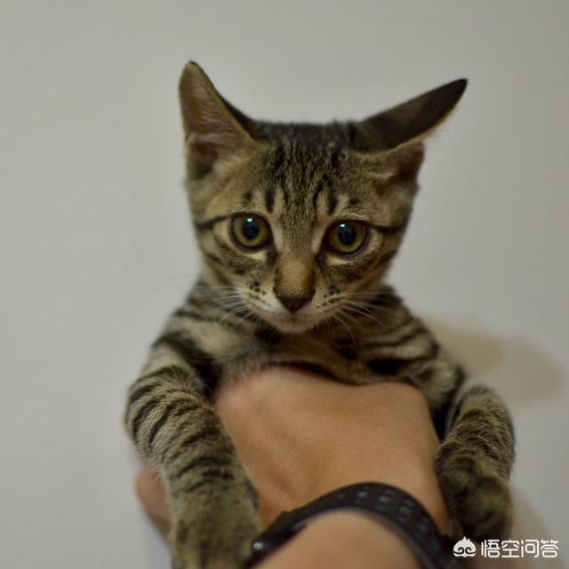 收养流浪猫 弓形虫:收养一只流浪猫需要做什么？需要驱虫打针吗？