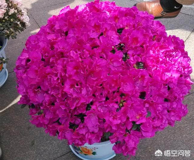 盆栽杜鹃花夏天怎么养:盆栽杜鹃花夏天怎么养? 杜鹃花夏季如何养什么时候剪枝？