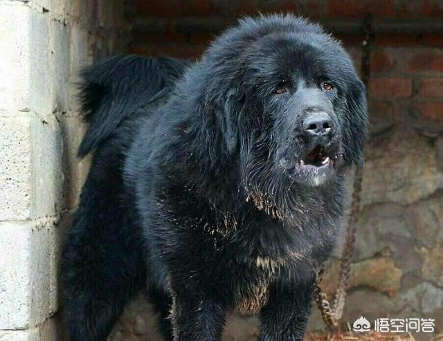 纽波利顿獒犬和卡斯罗:有什么狗狗是体质比较好、不容易生病的？