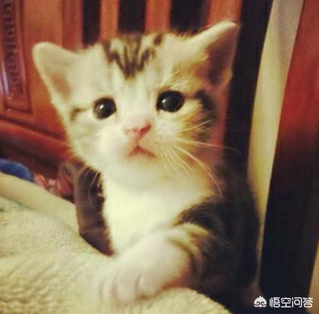 刚睁眼的小猫吃什么:小猫什么时候能喂吃的？刚开始喂什么好点？ 刚睁眼的小猫吃什么食物