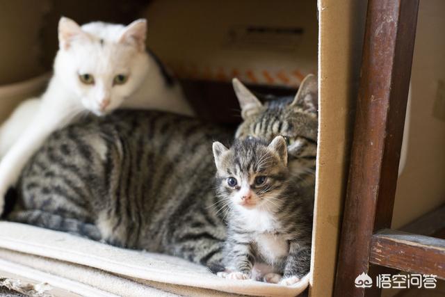 孟加拉猫聪明吗:见过最聪明的猫是什么样的？