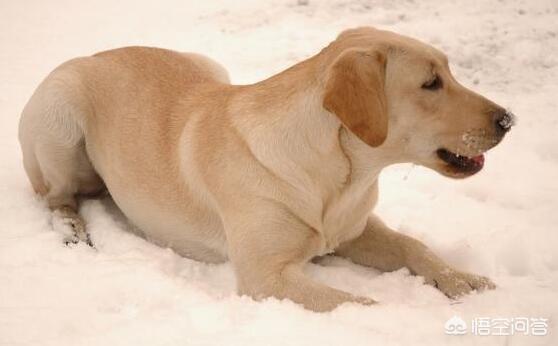 拉酷拉布拉多犬舍:拉布拉多幼犬好养吗？价格怎么样？