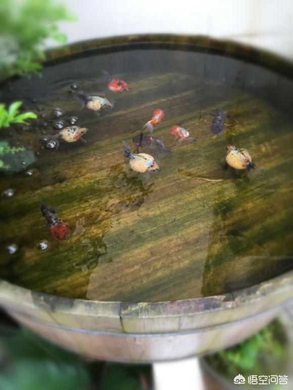 头条问答 鱼缸过滤循环快对鱼有影响吗 观赏鱼世界的回答 0赞