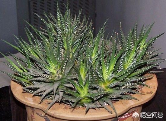 条纹十二卷 是芦荟吗:条纹十二卷和芦荟的区别 条纹十二卷开花了，还长了侧芽怎么办啊？