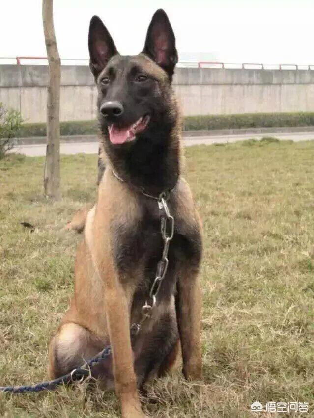 大型犬斗狗打架视频:马犬和斗狗打架视频 哈士奇和金毛打架谁能赢？