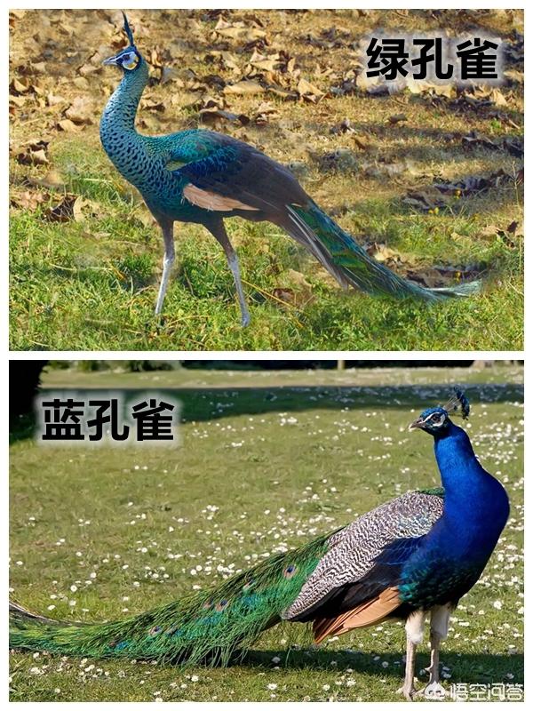 蓝山雀是国家保护动物吗:最近养殖蓝孔雀挺火是炒作还是骗局？