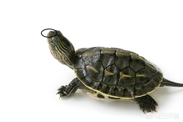 卵生动物破壳之前为什么不会因缺氧而死?