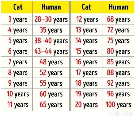 凤眼猫猫兔寿命:凤眼盖脸猫猫兔 猫的寿命有多长？如何养猫最合适？