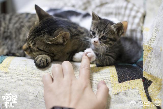 霸道总裁的小猫咪小超儿:从小奶猫开始养和从半大开始养，猫和主人的感情会有区别吗？