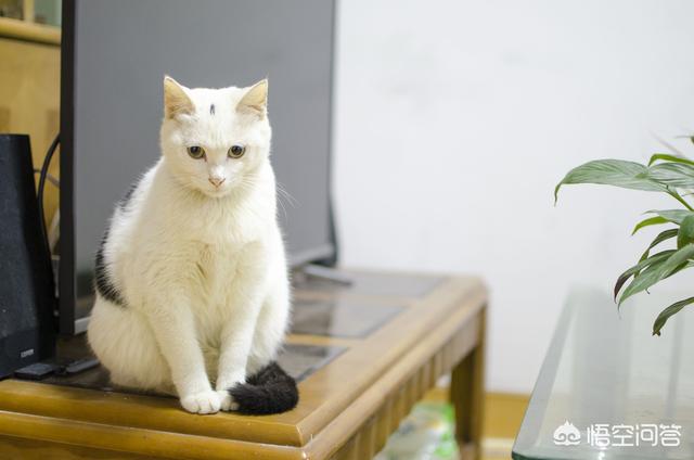 霸道总裁的小猫咪小超儿:从小奶猫开始养和从半大开始养，猫和主人的感情会有区别吗？