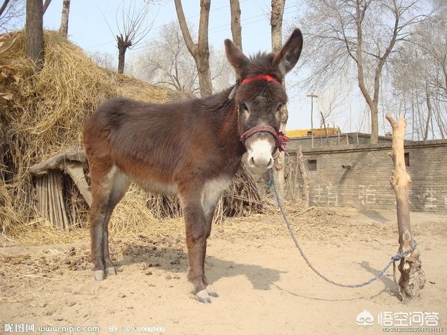 男子当街生火烤狗画面残忍:武则天宠臣张易之发明了残忍的“炭烤活鸭”，这是怎样的一道菜？