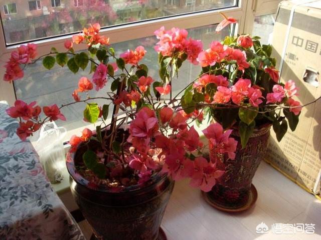 角箱鲀图片:三角梅开完花了还能再次开花吗？该注意什么？