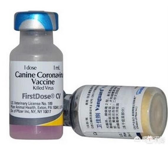 宠物消毒剂多久用一次:猫砂要不要定期全部更换？