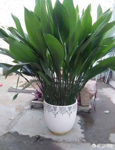 没有阳光的卫生间可以种植什么花卉？