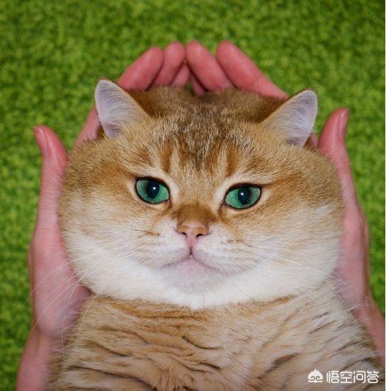 大脸猫图片呆萌:为什么猫的脸大了可爱，而人的脸大了就难看呢？