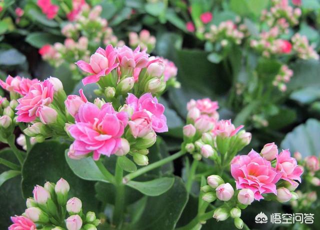 刚种的小叶桢楠树苗叶子发蔫:长寿花叶片发软是怎么回事？