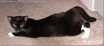 阎妮公猫端母猫的戏:猫咪配猫第一次见打架怎么办？