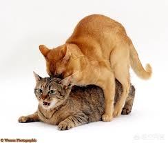 阎妮公猫端母猫的戏:猫咪配猫第一次见打架怎么办？