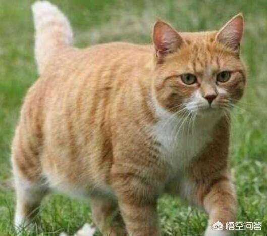 如何养胖橘猫:猫吃什么才可以养的胖胖的？ 两个月的橘猫如何养