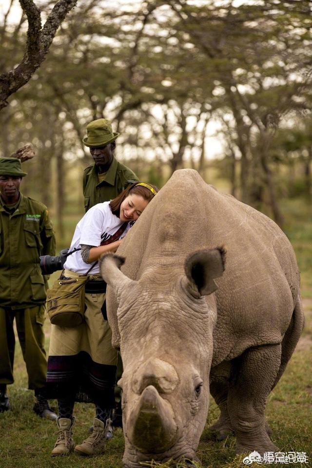 头条问答 - 最后一头雄性白犀牛"苏丹"去世,人类还有力挽狂澜的机会吗