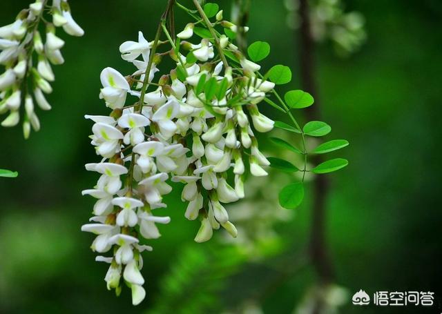 头条问答 农村槐树上结的紫色槐花能吃吗 一品小十六的回答 0赞